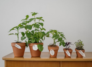 Why We’re Drawn to Things That Grow: The Psychology of Progress and Possibility